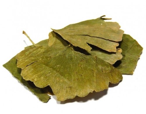 Гінкго (Gingko Biloba)