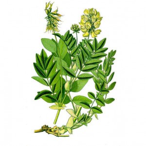 astragal astragal