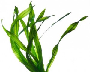 spirulina